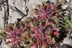 Chorizanthe polygonoides longispina