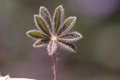 Lupinus concinnus