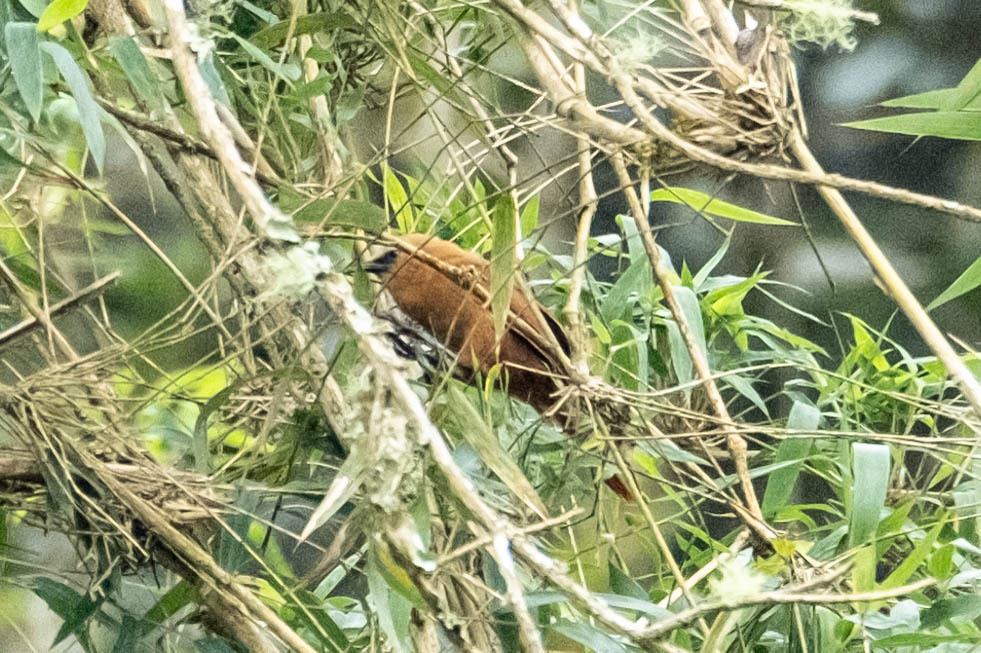 Rufous Wren illustration