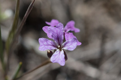 Sibaropsis hammittii