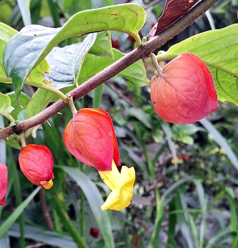 Drymonia affinis