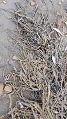 Gracilaria