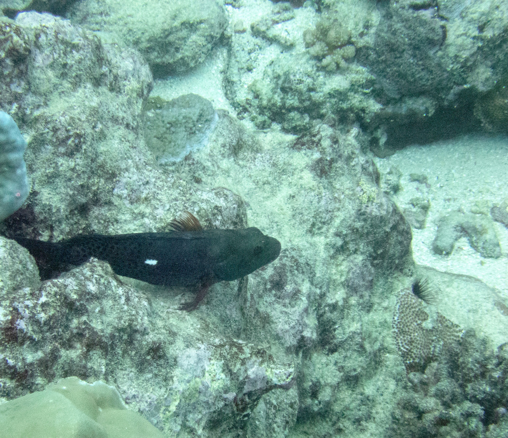 Whitespot Hawkfish
