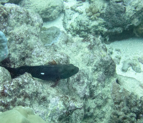 Whitespot Hawkfish