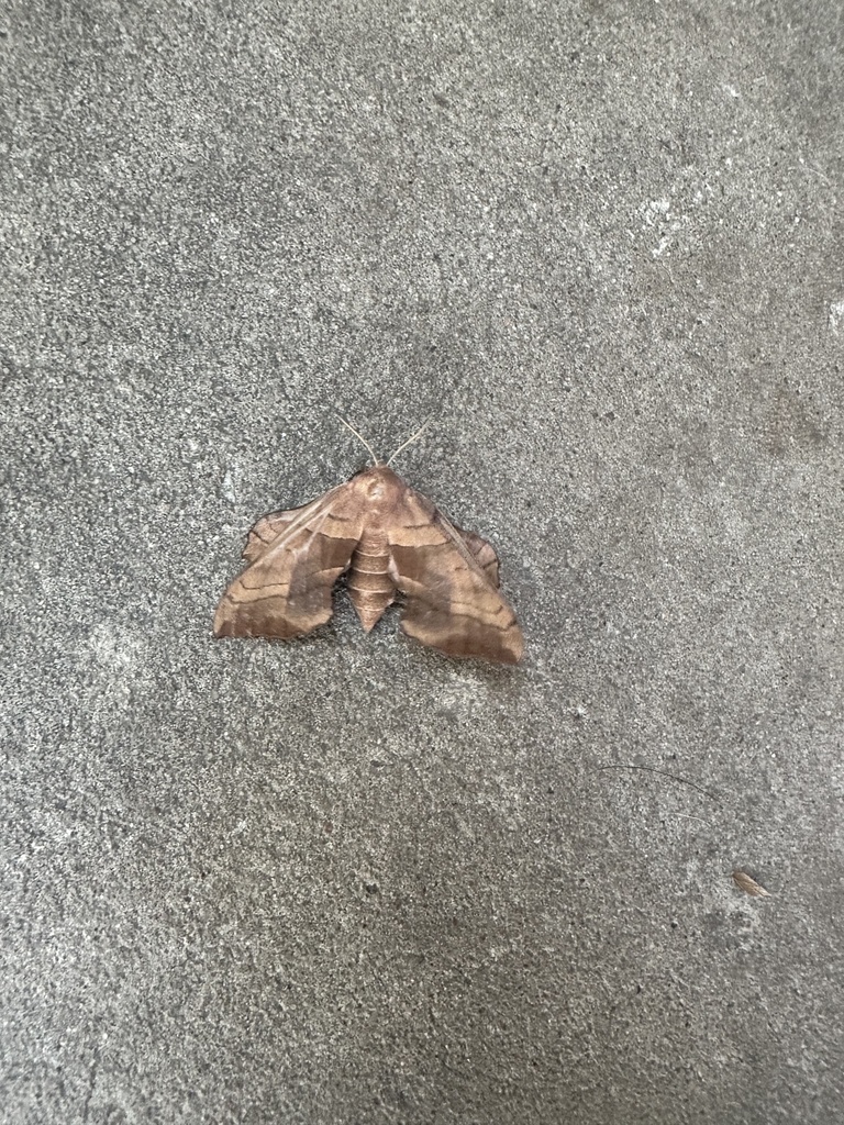 Walnut Sphinx from Osage Dr, Skiatook, OK, US on August 23, 2023 at 07: ...