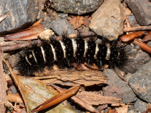 Agreeable Tiger Moth