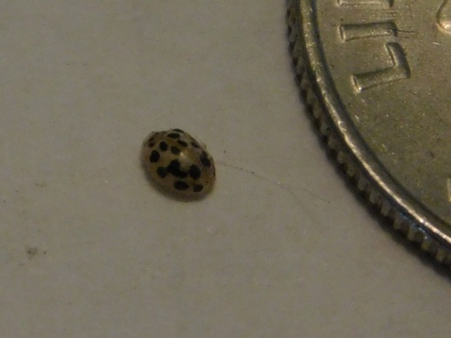 Small-spotted Fairy Lady Beetle photo 5
