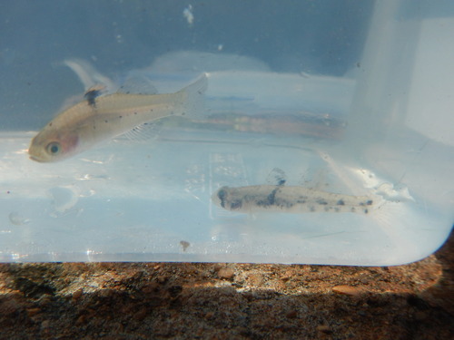 Pseudogobius poicilosoma