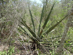 Agave angustifolia