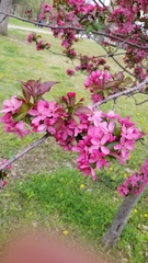 Malus spectabilis