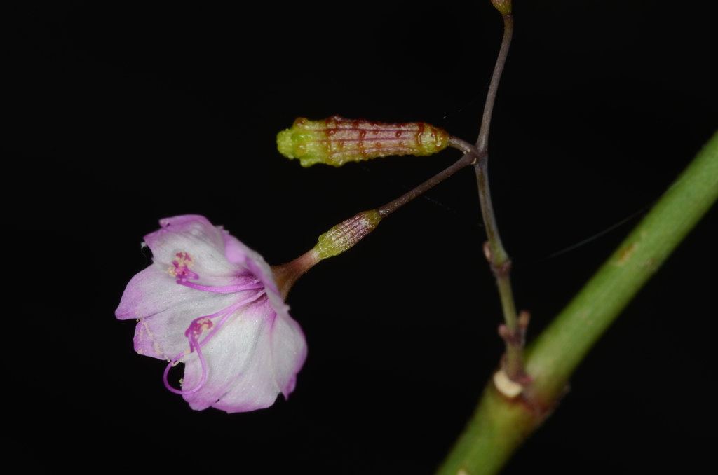 Commicarpus praetermissus