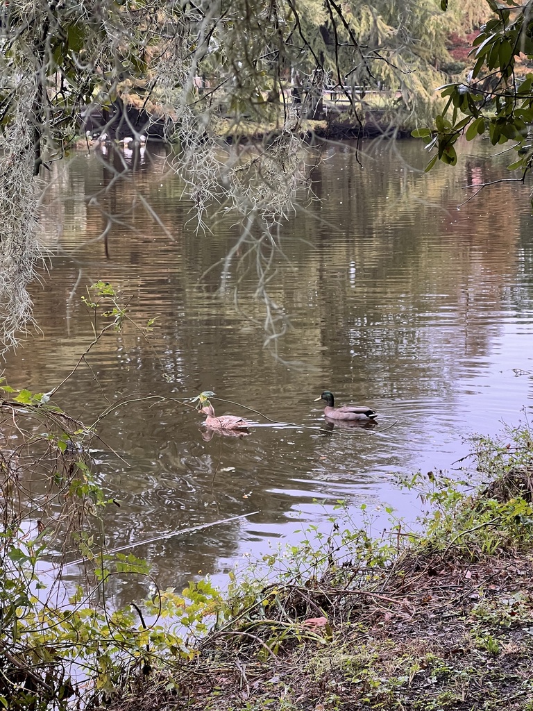 Domestic Mallard from Bayou Metairie, New Orleans, LA, US on November