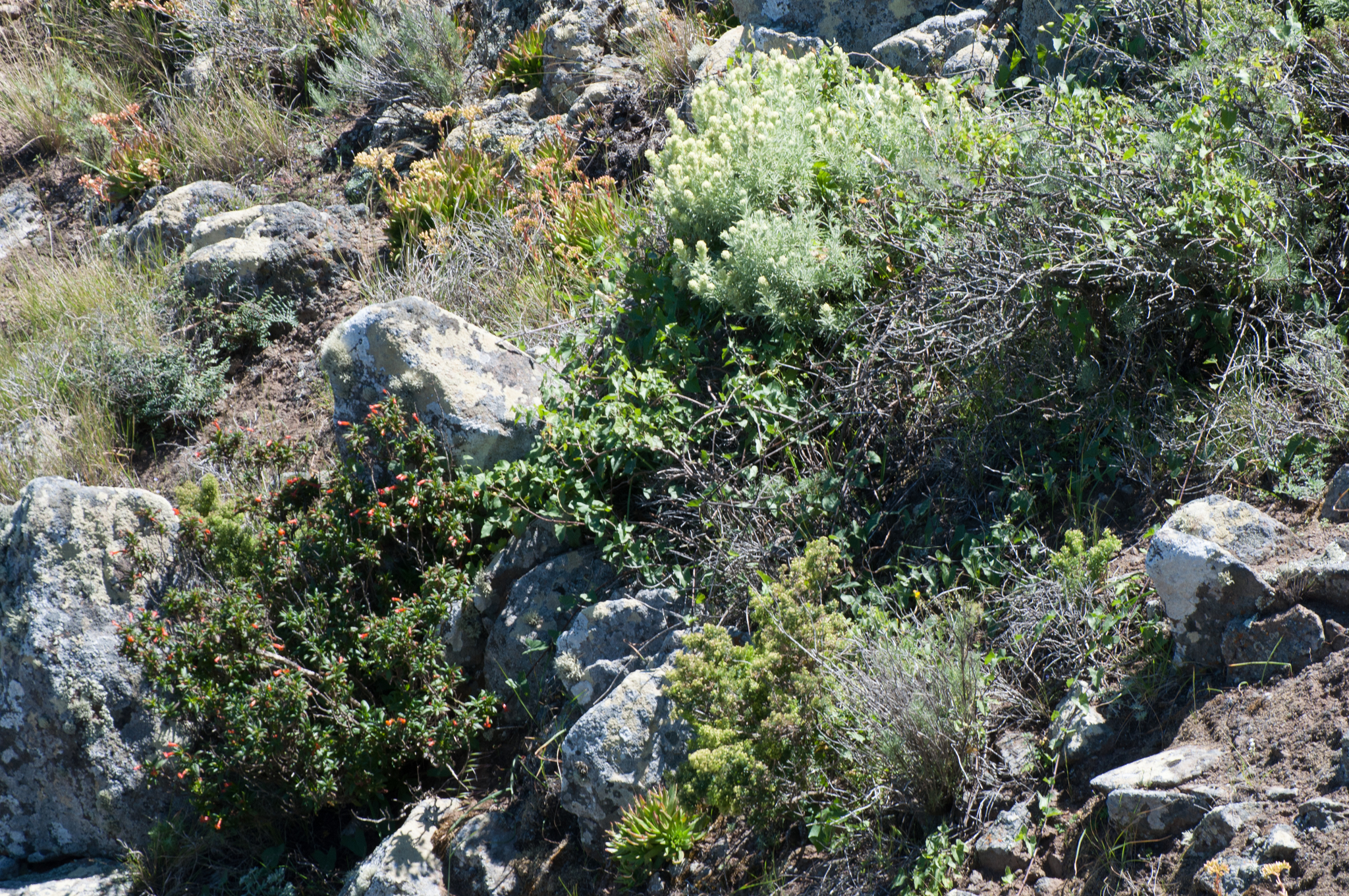 Galium catalinense ssp. acrispum