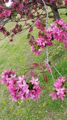 Malus spectabilis