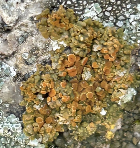 Squamulea squamosa
