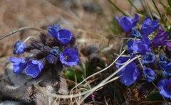 Pulmonaria australis