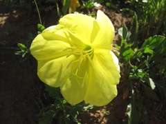 Oenothera grandis