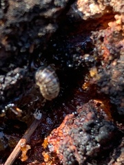 Armadillidium vulgare image