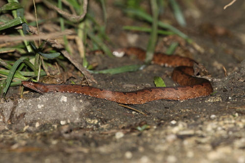 Solomon Island Ground boa