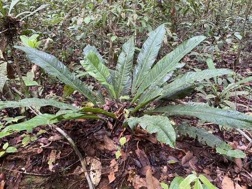 Philodendron acutifolium  iNaturalist
