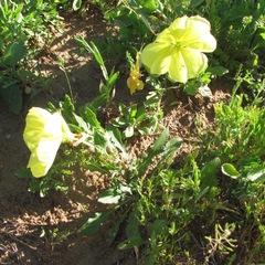 Oenothera grandis