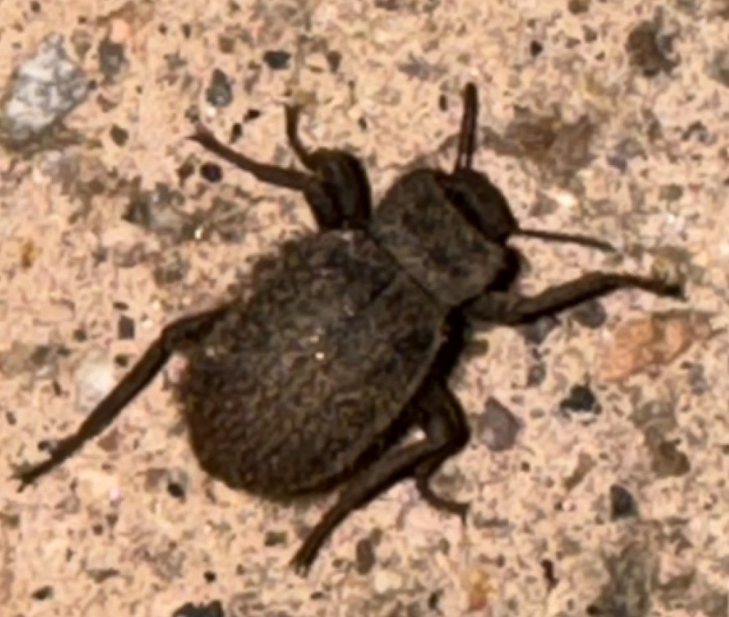 Stenomorpha muricatula