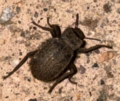 Stenomorpha muricatula