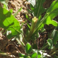 Oenothera grandis
