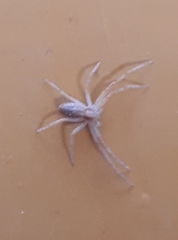 Philodromus rufus