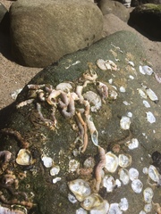 Vermetoidea