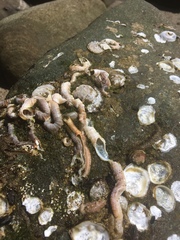 Vermetoidea