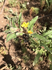 Camissoniopsis hirtella