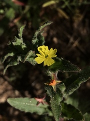 Camissoniopsis hirtella