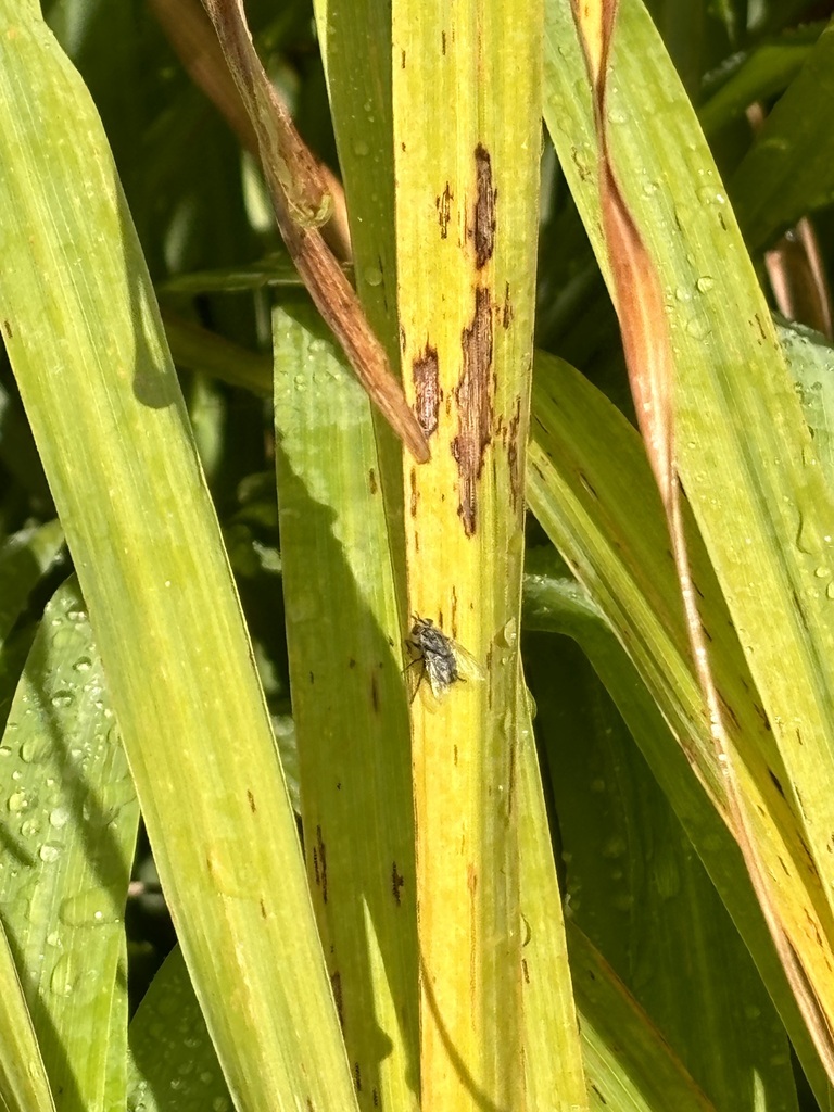 European Tachinid Fly from San Bernardino County, US-CA, US on December ...
