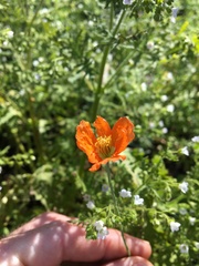 Papaver californicum