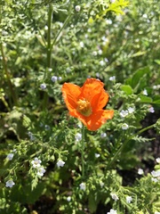 Papaver californicum