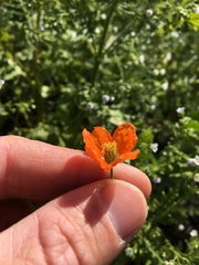 Papaver californicum