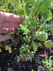 Papaver californicum