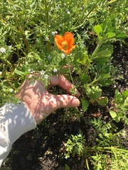 Papaver californicum