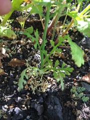 Papaver californicum