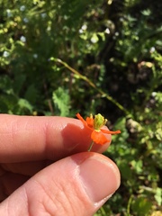 Papaver californicum