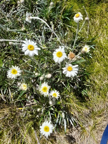 Image of Celmisia costiniana by (c) Sid Miller, some rights reserved (CC BY)