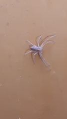 Philodromus rufus