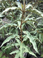 Croton scouleri