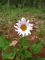 Iostephane heterophylla