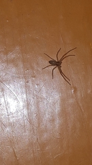 Philodromus rufus