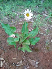 Iostephane heterophylla