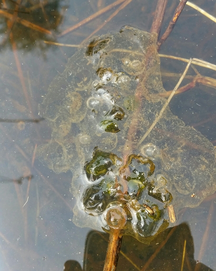 Tiger Salamander in March 2019 by Tristan Clark. One of several old egg ...