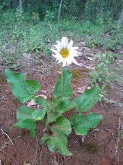 Iostephane heterophylla