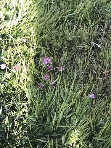 iNaturalist observation photo of flowering plants